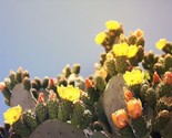 Marblefruit Cactus Opuntia Strigil Edible  10 Seeds - $8.99