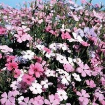 Semilir 450 Seeds Oculata Mixed Colors Viscaria (Rose Of Heaven/Rose Angel) Sile - £6.78 GBP