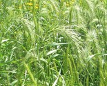 500 Seeds Virginia Eastern Wild Rye Grass Seeds Native Prairie Bunchgras... - £7.22 GBP