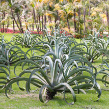 10 Seeds Agave Vilmoriniana Succulents Plants Seeds Century Plant Gardening - $20.52