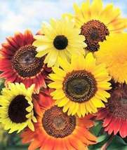 50 Seeds 8 Species Mix Variety Sunflower Garden Plants - £10.88 GBP