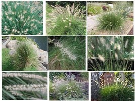 White Fountain Mountain Grass Perennial Ornamental Grass 100 Seeds Garde... - $8.97
