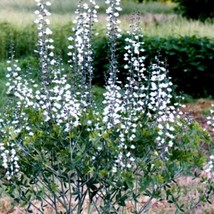 Fresh New 50 White Wild Indigo Baptisia Alba Usa Native Pollinator Flower Seeds  - £11.14 GBP