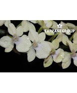 AERANGIS CITRATA SMALL ORCHID POTTED - $805.35 MXN