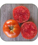 HSeeds 50 Seeds Rutgers 39 Tomato Tomatoe Vegetable Garden Edible Canning - $5.21