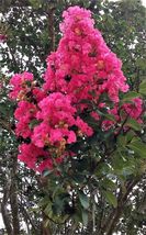 HOT PINK CREPE MYRTLE BUSH TREE LIVE PLANT 6&quot; ROOTED CUTTING FLOWER SHRU... - £30.37 GBP