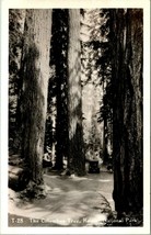 RPPC The Columbus Tree- Rainier National Park w Car UNP Postcard T15 - £4.92 GBP