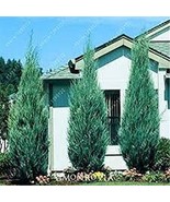 50 PCS Seeds Pencil Point Juniper - $217.17 MXN