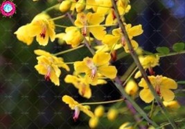 Sophora Japonica Seeds Yellow Flowers - $8.49