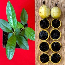 Blackberry Jam Fruit Randia Formosa Potted PLANT Tropical Tree Jasmin de... - $23.16