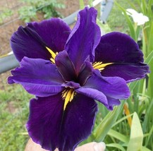 Live Cold Hardy Louisiana Full Eclipse Iris Aquatic Marginal Pond Plant - £18.37 GBP