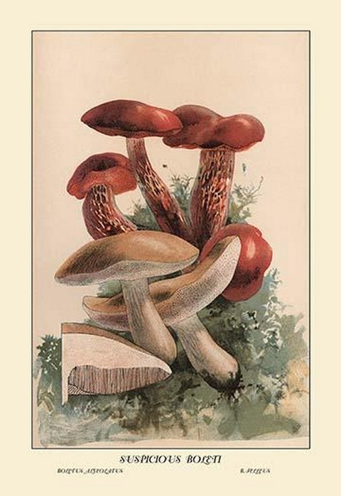 Primary image for Suspicious Boleti by W. Hamilton Gibson - Art Print