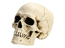 Human Skull with movable jaw White Finish Realistic Cold Cast Resin Statue - £57.11 GBP