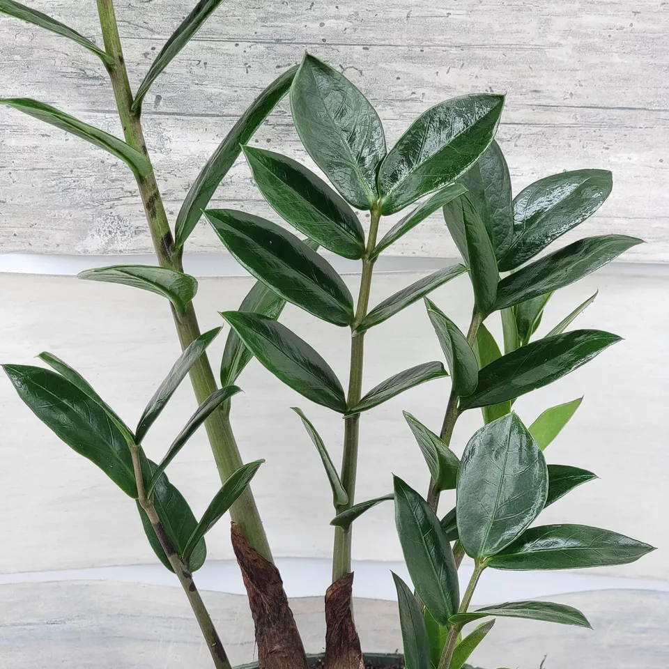 Zamioculcas zamiifolia ,ZZ plant, Zanzibar Gem live houseplant in 3&quot; Pot - $28.98