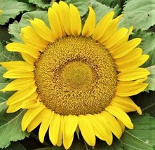 Yellow Pygmy Sunflower 50+ Seeds Non-Gmo - £3.59 GBP