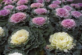 Grow 50 Ornamental Kale Seeds Nongmo Heirloom - £7.21 GBP