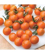 Orange Paruche Hybrid Cherry Tomato Seeds Succulent Sweet And Flavorful ... - £8.61 GBP