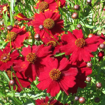 FRESH Tall Red Plains Coreopsis Seeds 100 Non-GMO - £2.90 GBP