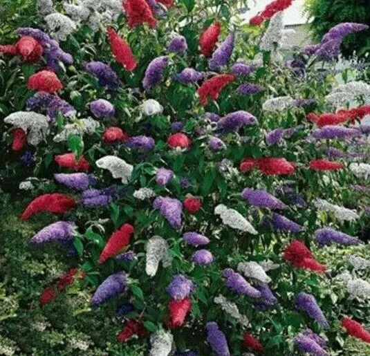 Butterfly Bush Mixed Colors 350 Seeds Buddleia Davidiibeautifully Scente... - $6.38