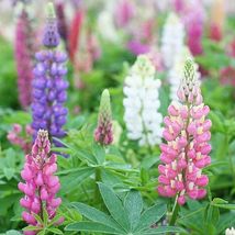 40 Rose Colored Russell Hybrids Lupinus Seeds Flower Long Lasting Perennial - £13.49 GBP