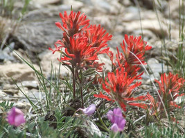 New Fresh 50 Red Indian Paintbrush Castilleja Indivisa Flower Seeds - £11.42 GBP