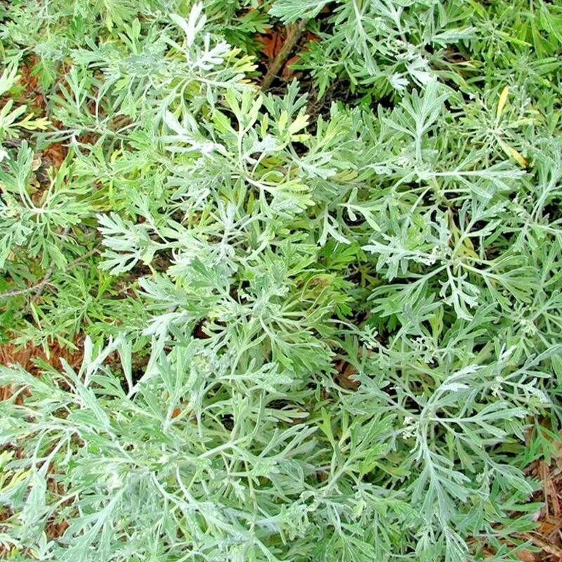 2000+ Wormwood Absinthe Seeds Spring Perennial Mosquito Pests - $4.50