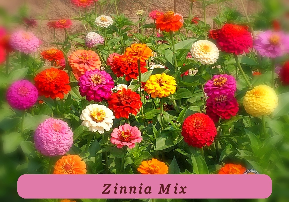 Fast Germination 250 Zinnia Seeds Pumila Mix Flower Elegans - $11.89