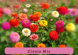 7463 zinnia mix pop thumb200