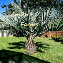 PWO 3 Seeds Jelly Pindo Palm Tree Seeds Butia Capitata Cold Hardy Tropical Fruit - $6.30