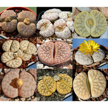 100pcs Lithops gracilidelineata Succulents Garden Plants - Mix Seeds - £5.23 GBP