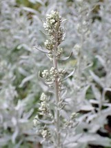 Artemisia Ludoviciana Silver Wormwood White Sagebrush 100 Seeds USA Garden - $9.58