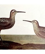 Stilt Sandpiper 1950 Lithograph Art Print Audubon Bird First Edition DWU14C - $570.01 MXN