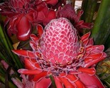 Red Torch Ginger Etlingera Elatior Organic  10 Seeds - £11.71 GBP