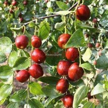 20 Seeds ujube Seeds Ziziphus Jujuba Fruit Trees Seeds Home Garden Planting - £23.12 GBP