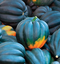 SR12Store 20 Table Queen Acorn Winter Squash Seeds Fresh Harvest Gardens US Prod - £6.65 GBP