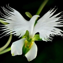 White Egret Orchid Seeds Heron orchid. Japanese Egret Flowers Seeds - $6.83 CAD