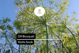 500 Seeds Bouquet Dill, Anethum graveolens, Aromatic Herb for Culinary a... - $5.14