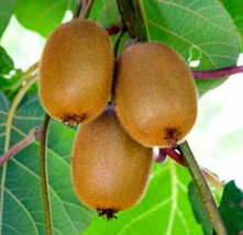 Actinidia Chinensis Golden Kiwi Fruit Vine Exotic Seeds Garden Fresh USA Shippin - $13.97