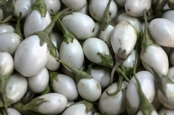 Top Seller 40 White Star Finger Fruit Eggplant Solanum Melongena Aubergi... - £11.48 GBP
