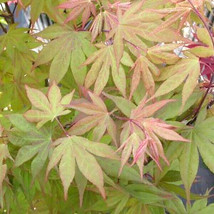 15 Kurabeyama Japanese Maple Seeds Acer Palmatum Kurabe Yama Seeds Fresh Fast Sh - $12.30