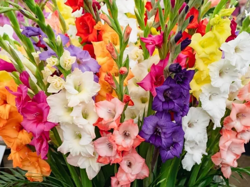 12 Mixed Gladiolus Flower Bulbs 12 Bulbs Assorted Colors - $21.72