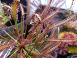 Carnivorous Plant Seeds - Drosera capensis &quot;narrow red&quot; - Great For Begi... - £7.63 GBP