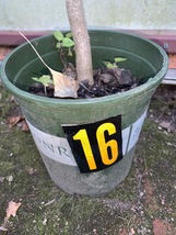 Ginkgo #16, exact plant, 4 years old. Shipped with roots wrapped. No soil. - $110.00