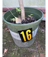 Ginkgo #16, exact plant, 4 years old. Shipped with roots wrapped. No soil. - $2,048.08 MXN