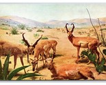 Antilocapra Antilope Naturale Storia Museo Chicago Il Unp Cromo Cartolin... - $3.03