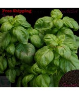 PSA 25 Hot Fajita Pepper Edible Potted Pepper F1 Pepper Fast Grow - $22.77 CAD