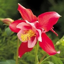 25 Red Star Aquilegia Columbine Seeds Perennial Flower - £14.35 GBP