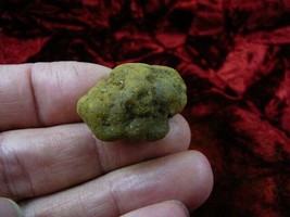 (PP450-50) 1&quot; Genuine Fossil TURTLE POOP Coprolite DUNG WEIRD Washington... - $10.39