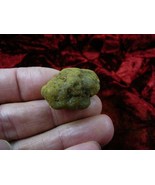 (PP450-50) 1&quot; Genuine Fossil TURTLE POOP Coprolite DUNG WEIRD Washington... - €8,86 EUR