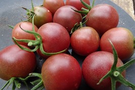 Black Cherry - deep purple cherry tomato with robust flavor - $5.00